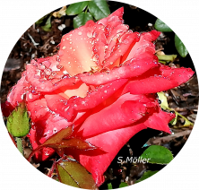 gallery/rose